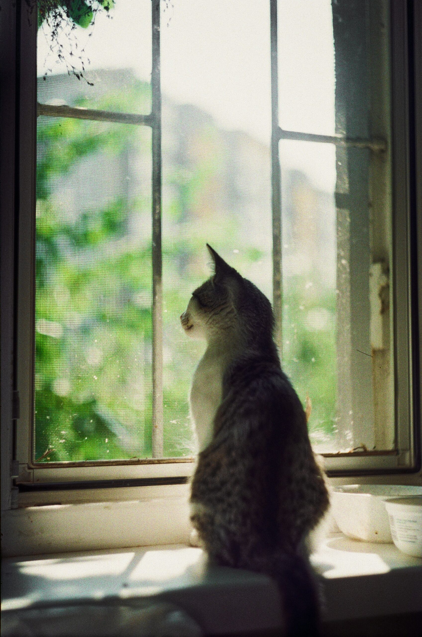 A cat sitting at a window looking out onto a green garden