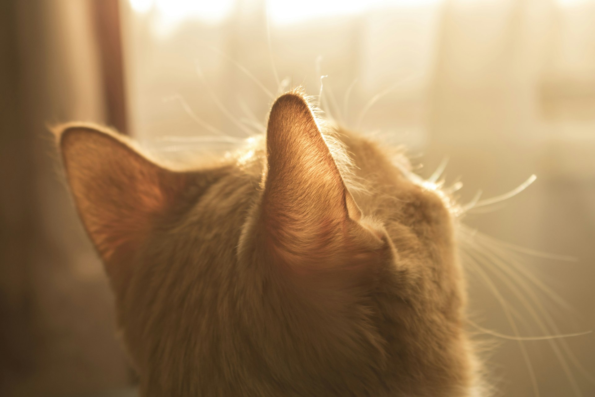 A cat backlit by golden light at a window