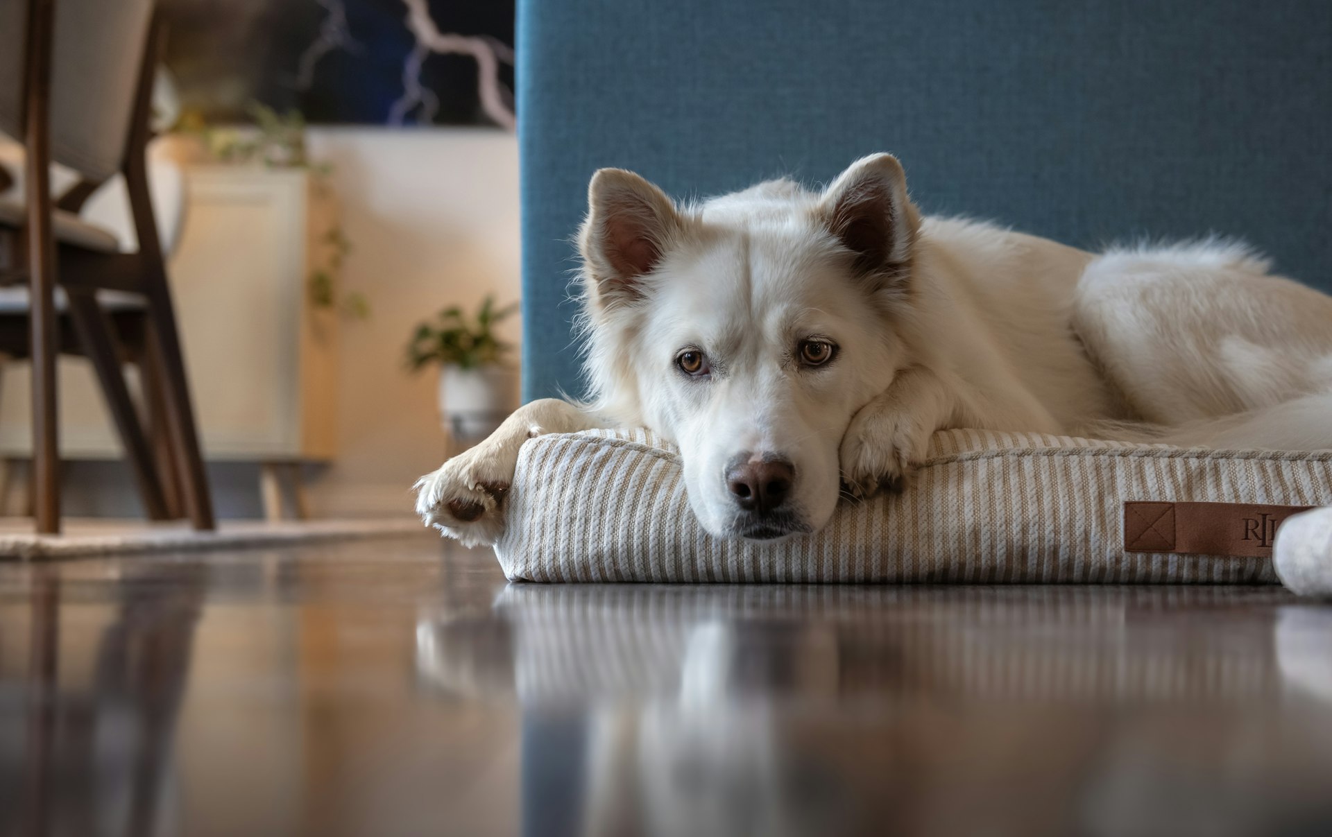 A white dog lying comfortably on a bed in a sunlit room