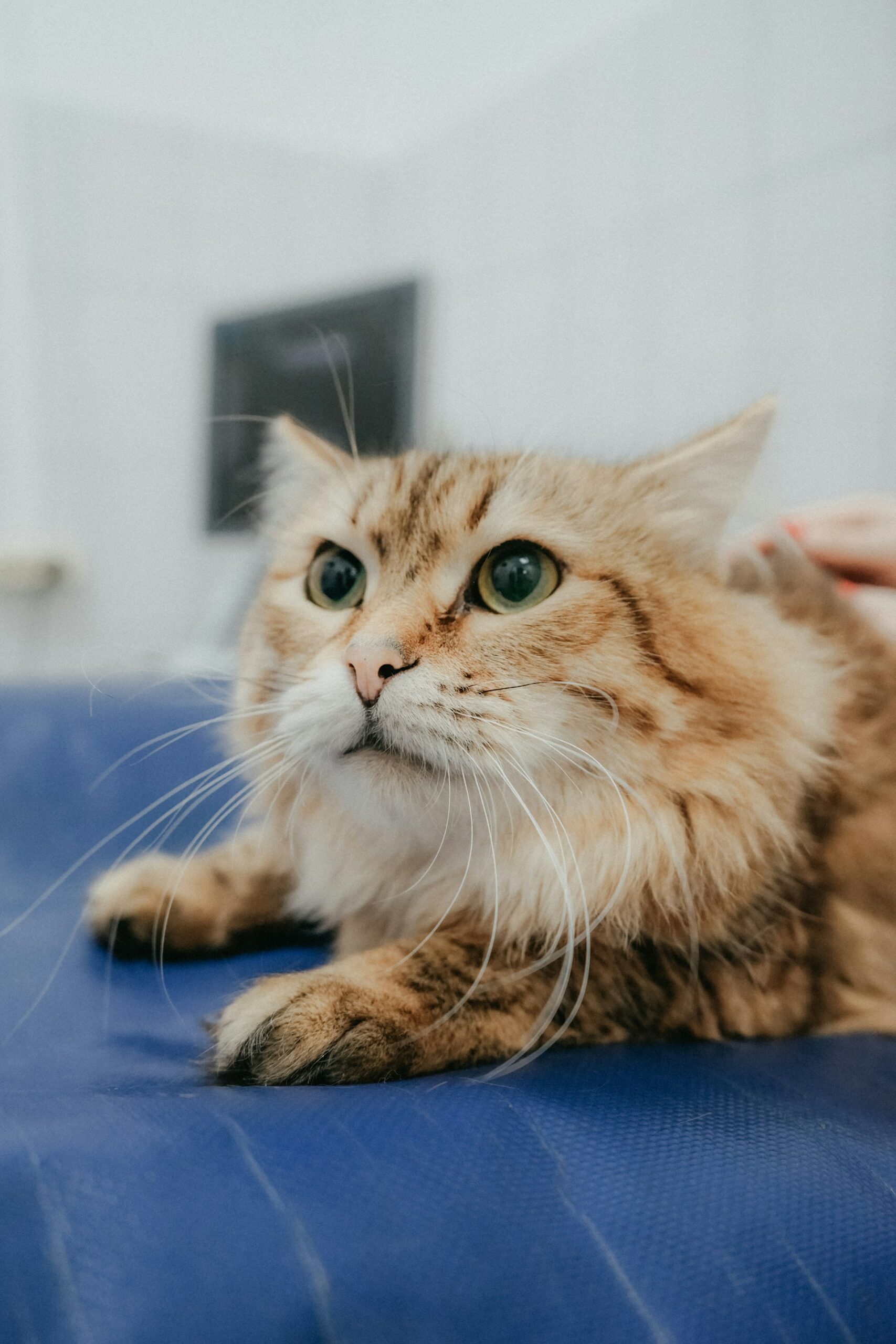 A long-haired ginger cat resting in soft daylight