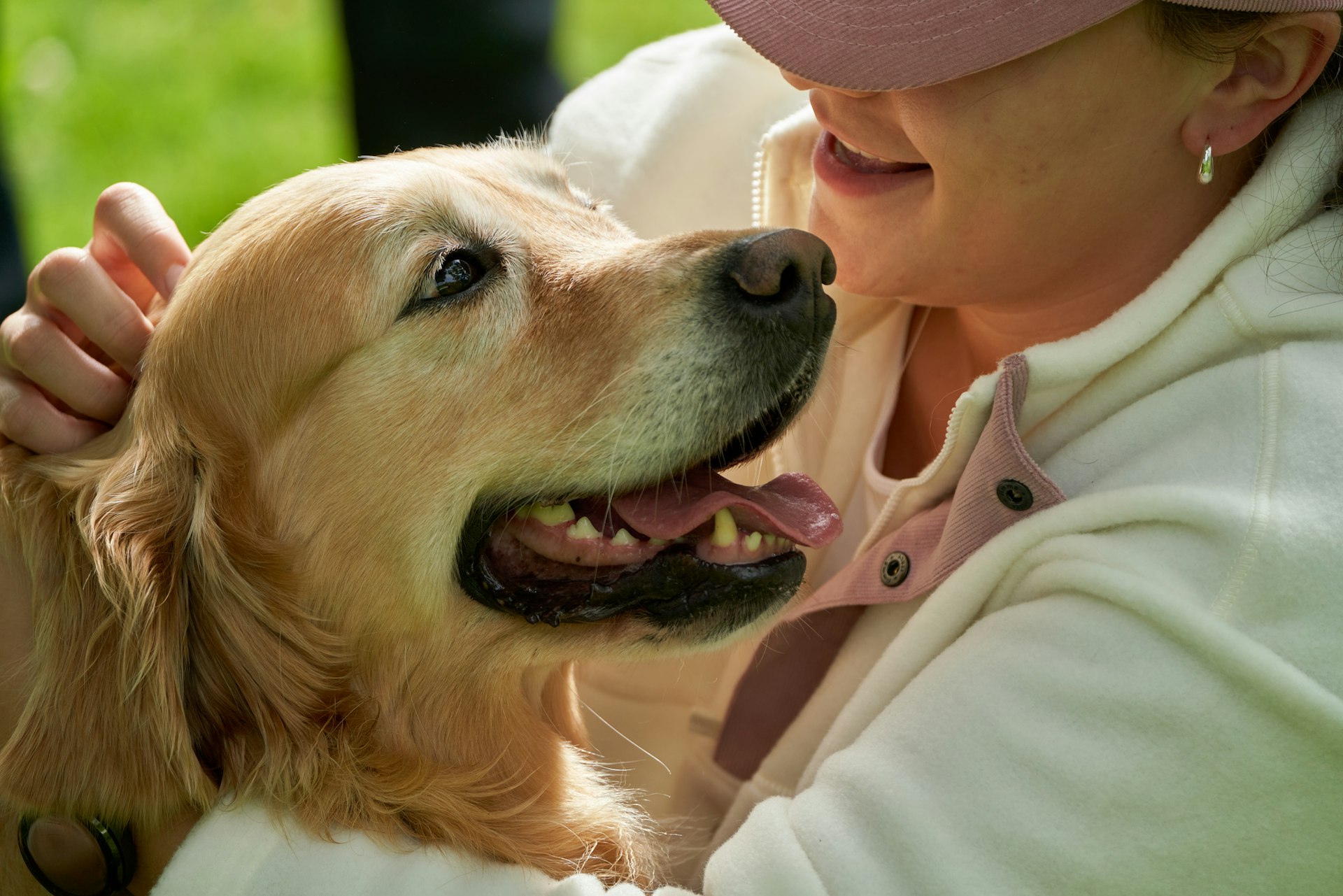 A golden retriever leaning into its owner in warm afternoon light