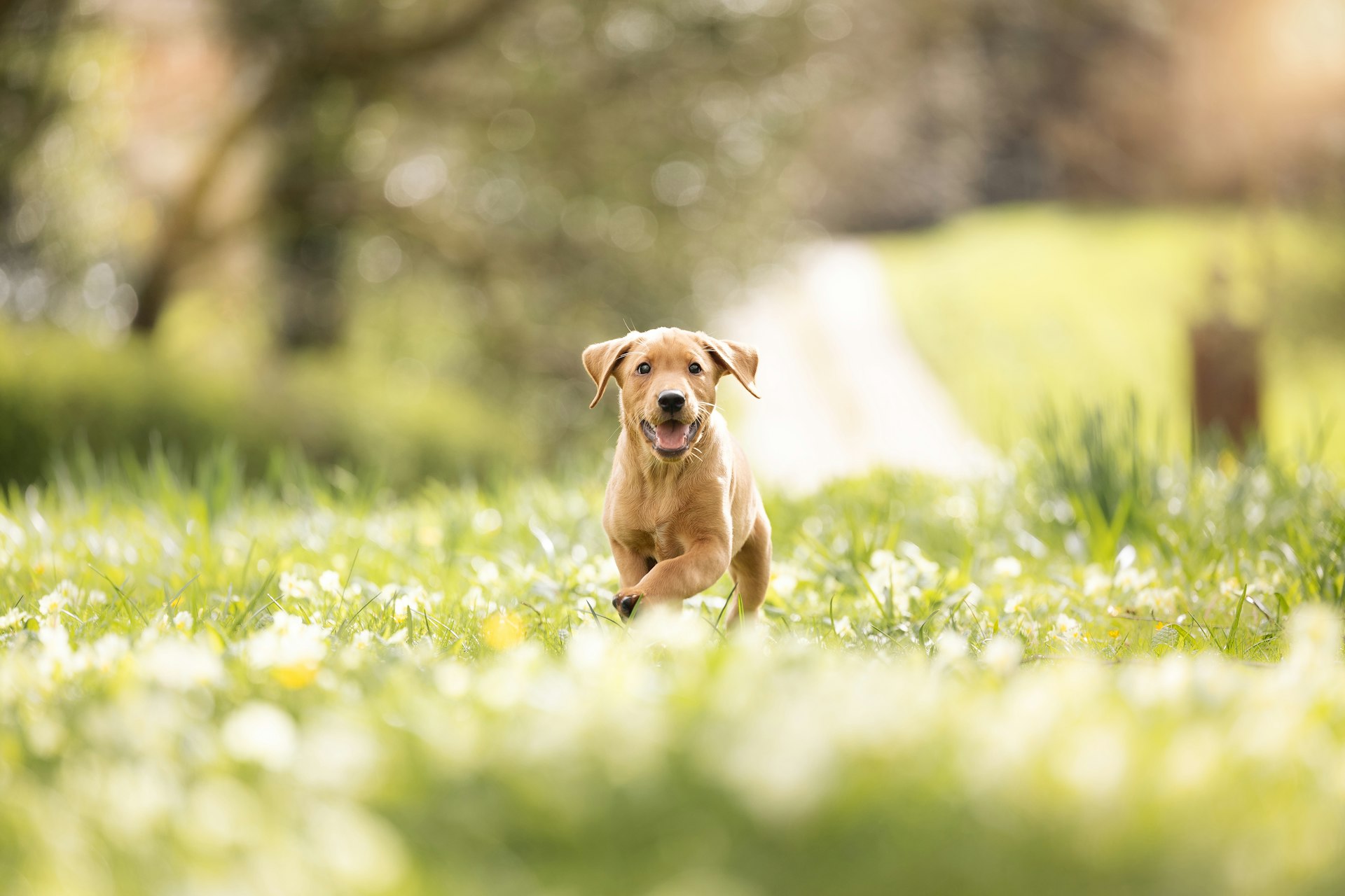 A Labrador puppy running through a meadow of wildflowers