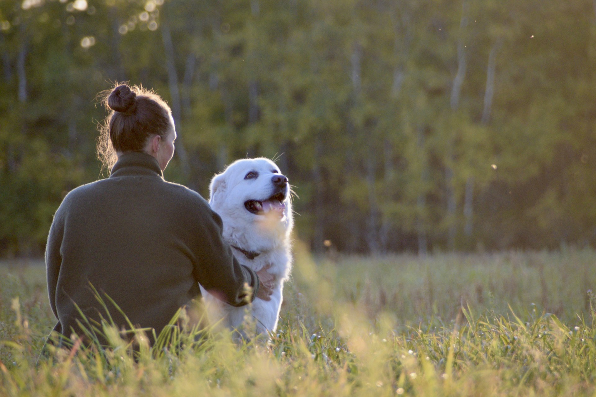 A dog owner walking through a sunlit green field with her golden retriever