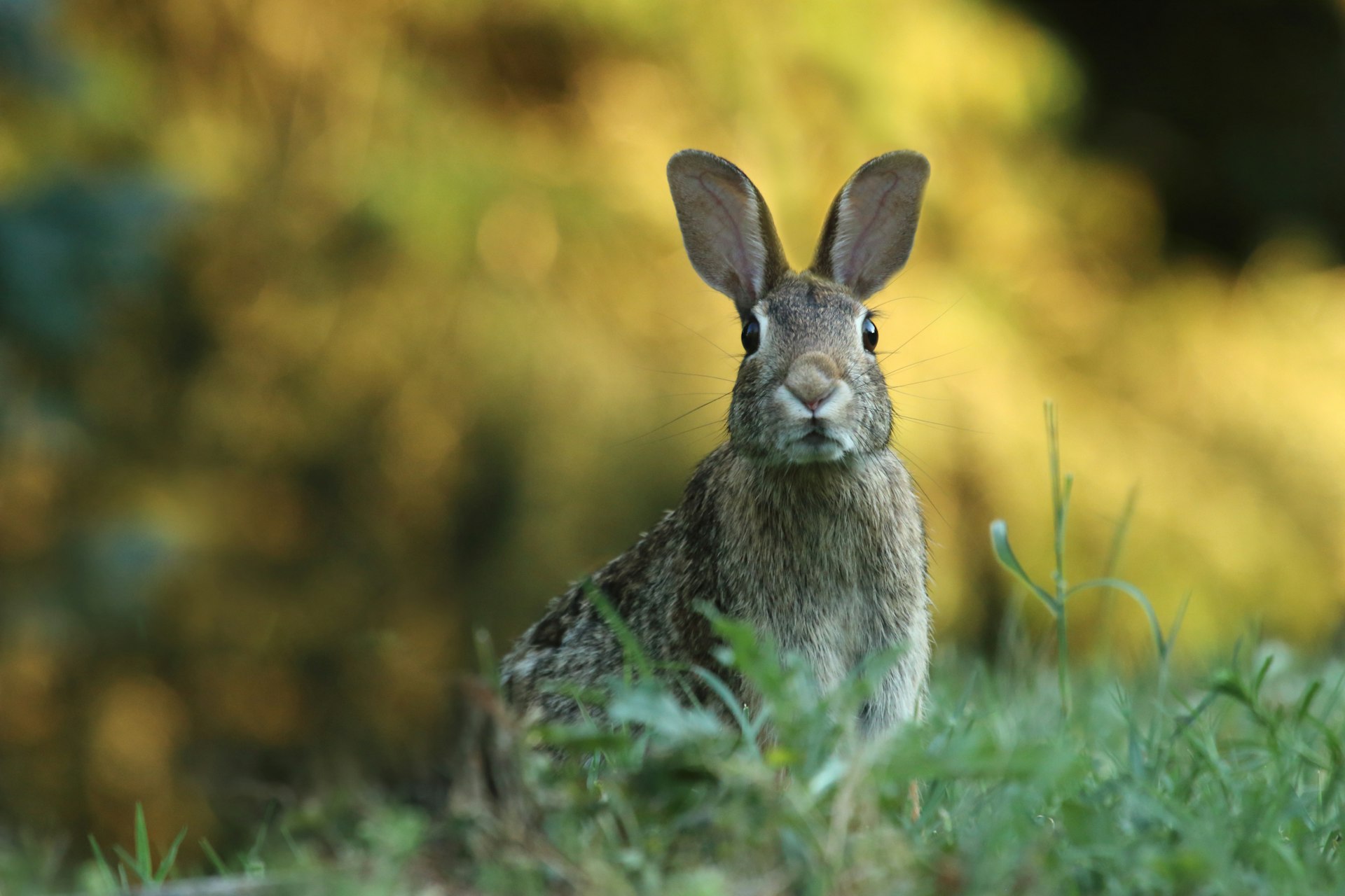 A wild rabbit sitting in long summer grass