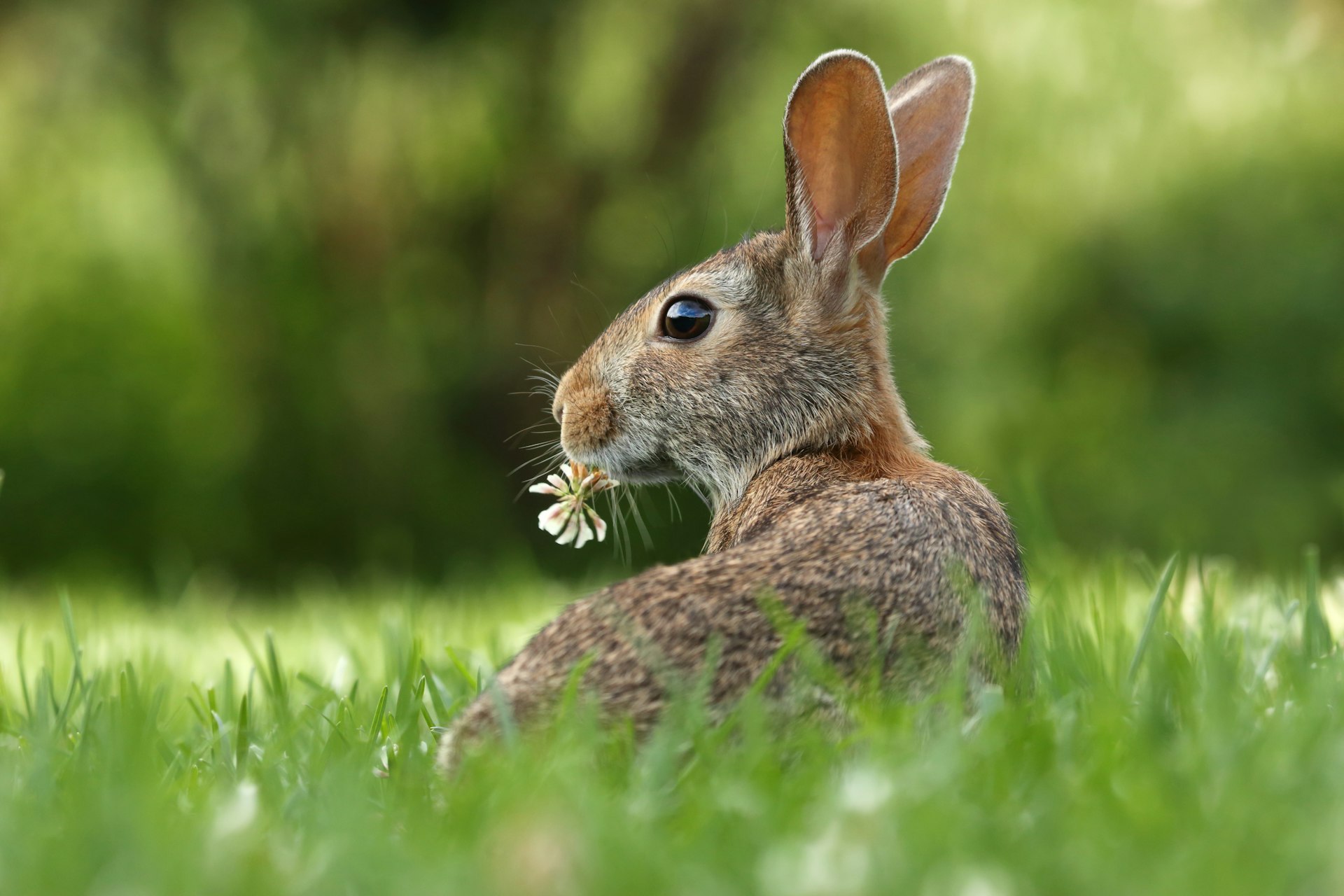 A rabbit grazing in grass beside a daisy