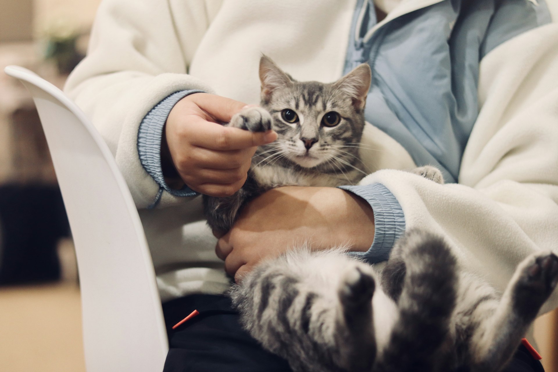 A tabby cat curled up on its owner’s lap being stroked