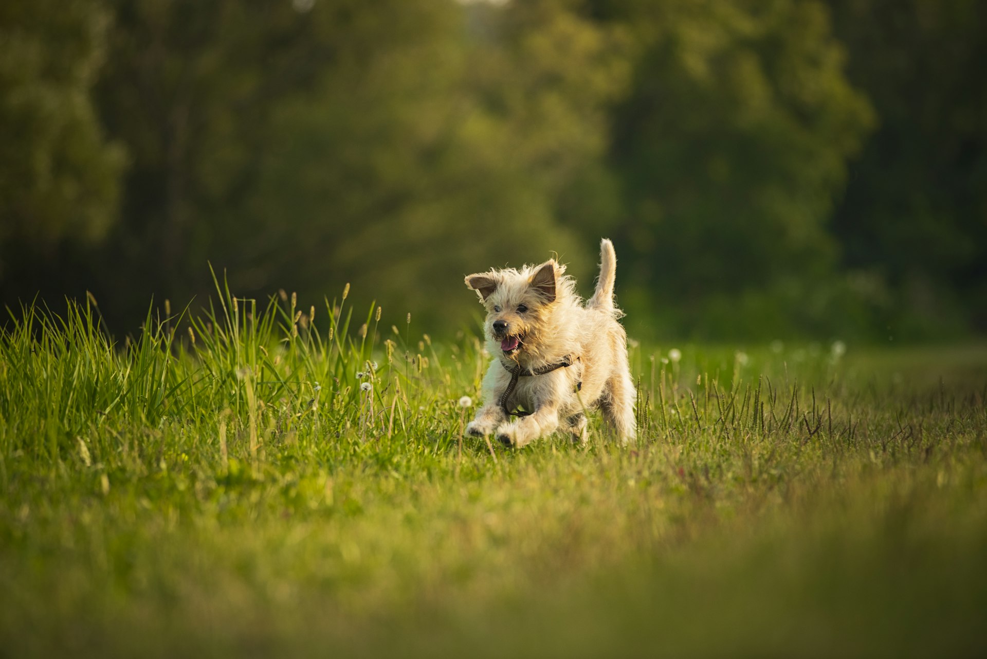 A small terrier running through a sunlit summer meadow