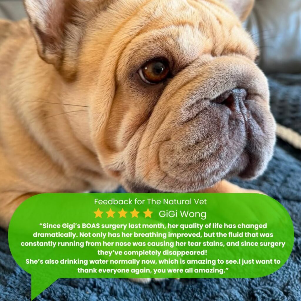 Five-star feedback from Gigi's owner after her BOAS surgery at The Natural Vet