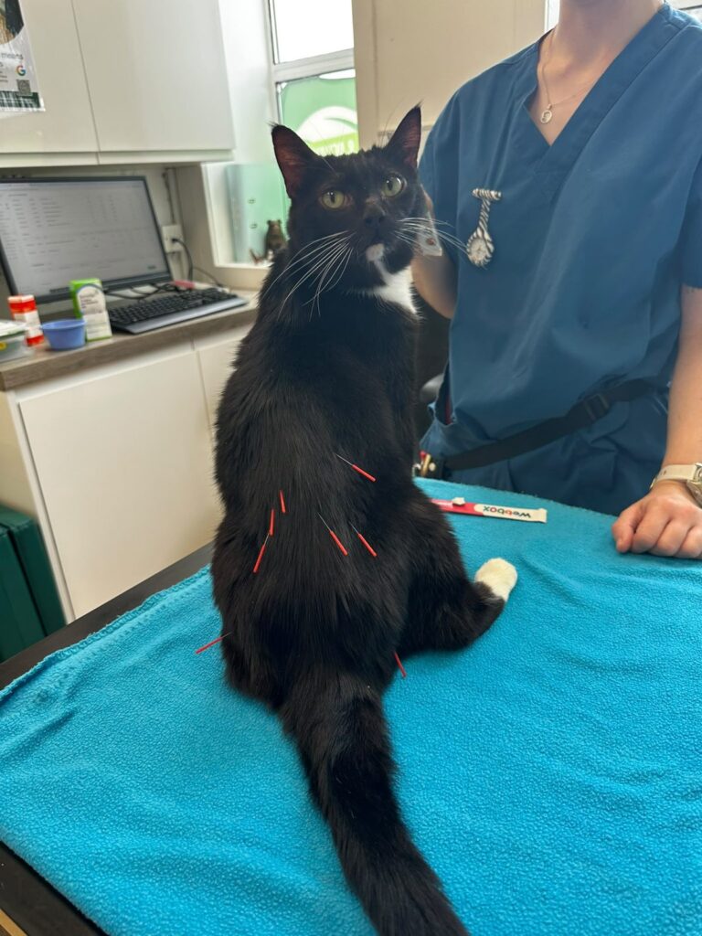 Black and white cat sitting calmly during a veterinary acupuncture session