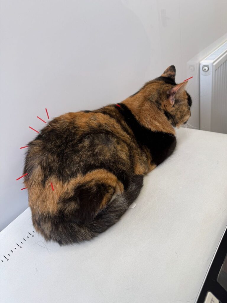 Tortoiseshell cat resting with fine acupuncture needles in place