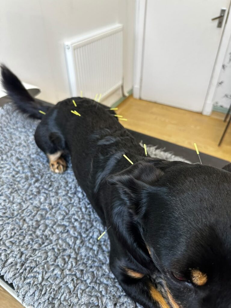 Dog lying relaxed on a mat during acupuncture treatment at The Natural Vet