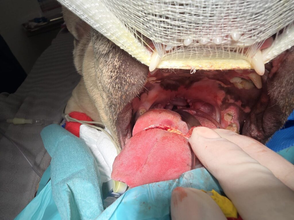 View of an elongated soft palate during BOAS surgery