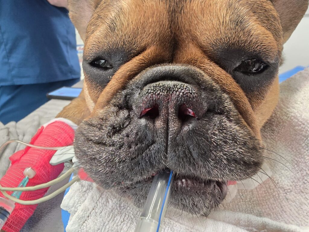 French Bulldog with narrow nostrils, a common sign of BOAS