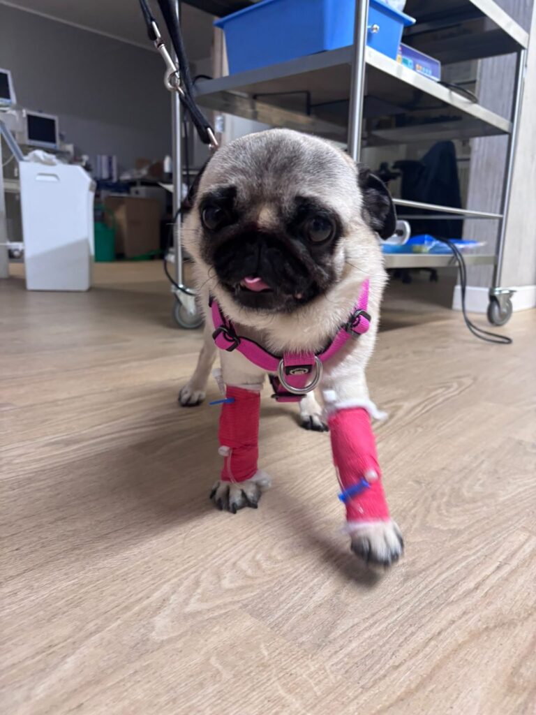 Pug up and about after BOAS surgery at The Natural Vet