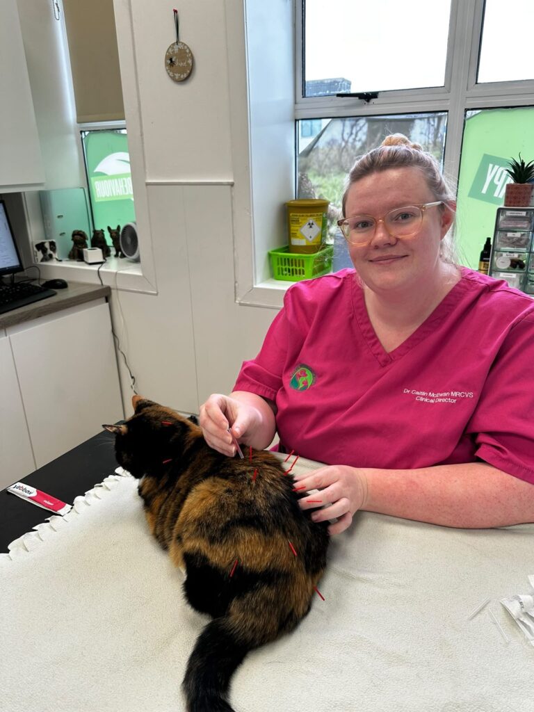 Veterinary nurse comforting a cat during acupuncture treatment
