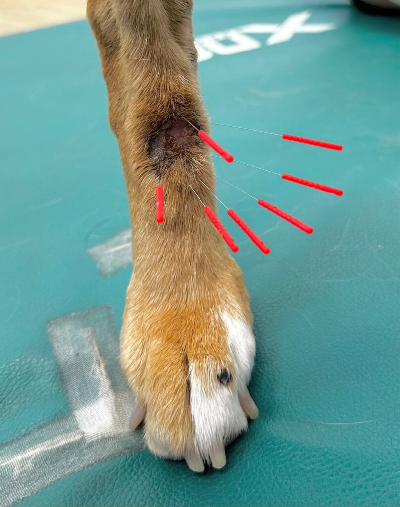 Fine acupuncture needles placed in a dog's leg