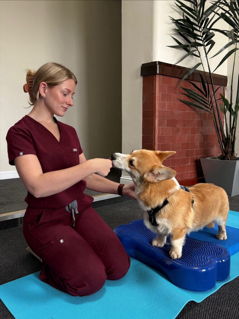 Bethany RVN, PgDip VetPhys, rewarding a corgi on a balance board