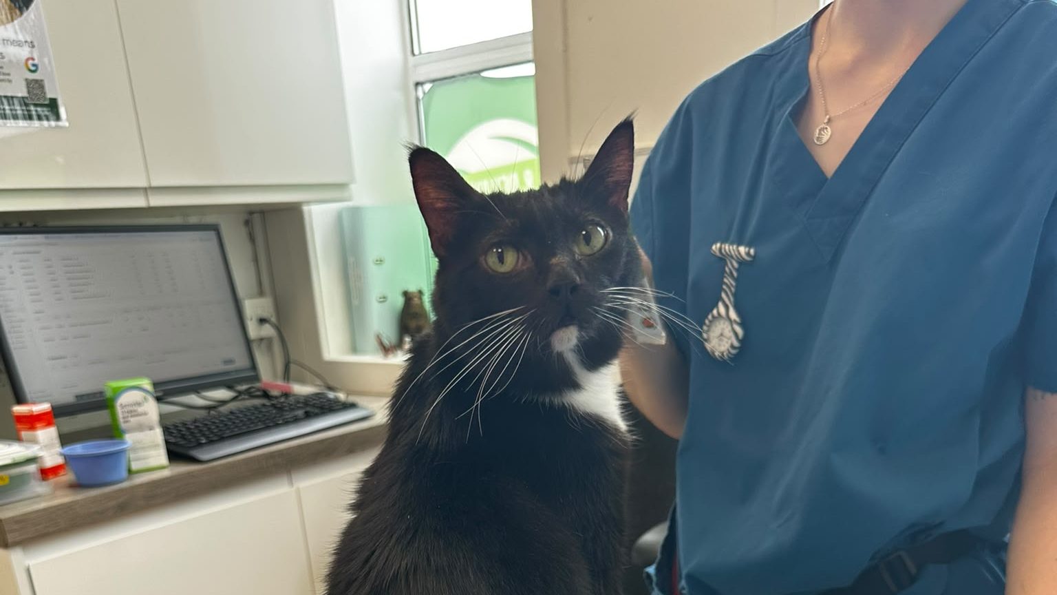 A cat having acupuncture for arthritis at The Natural Vet, Glasgow