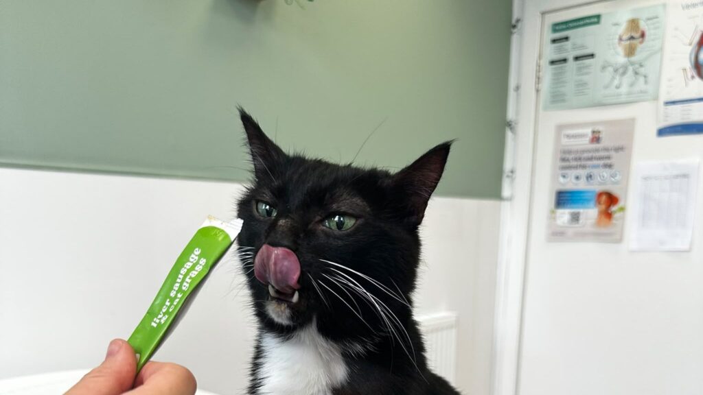 A cat enjoying a treat after acupuncture