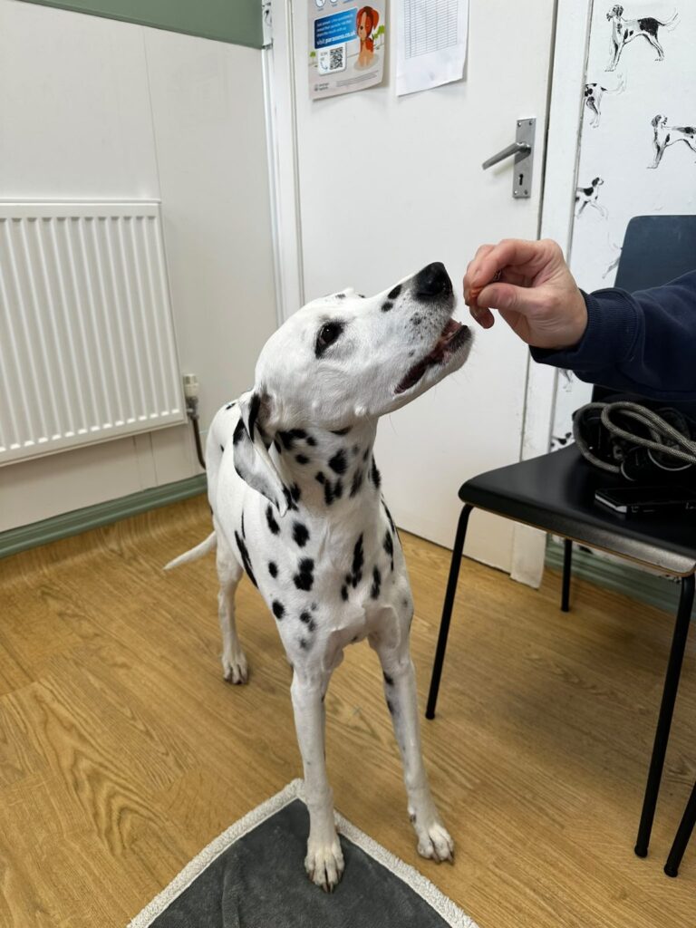 A dalmatian taking a treat during an acupuncture appointment