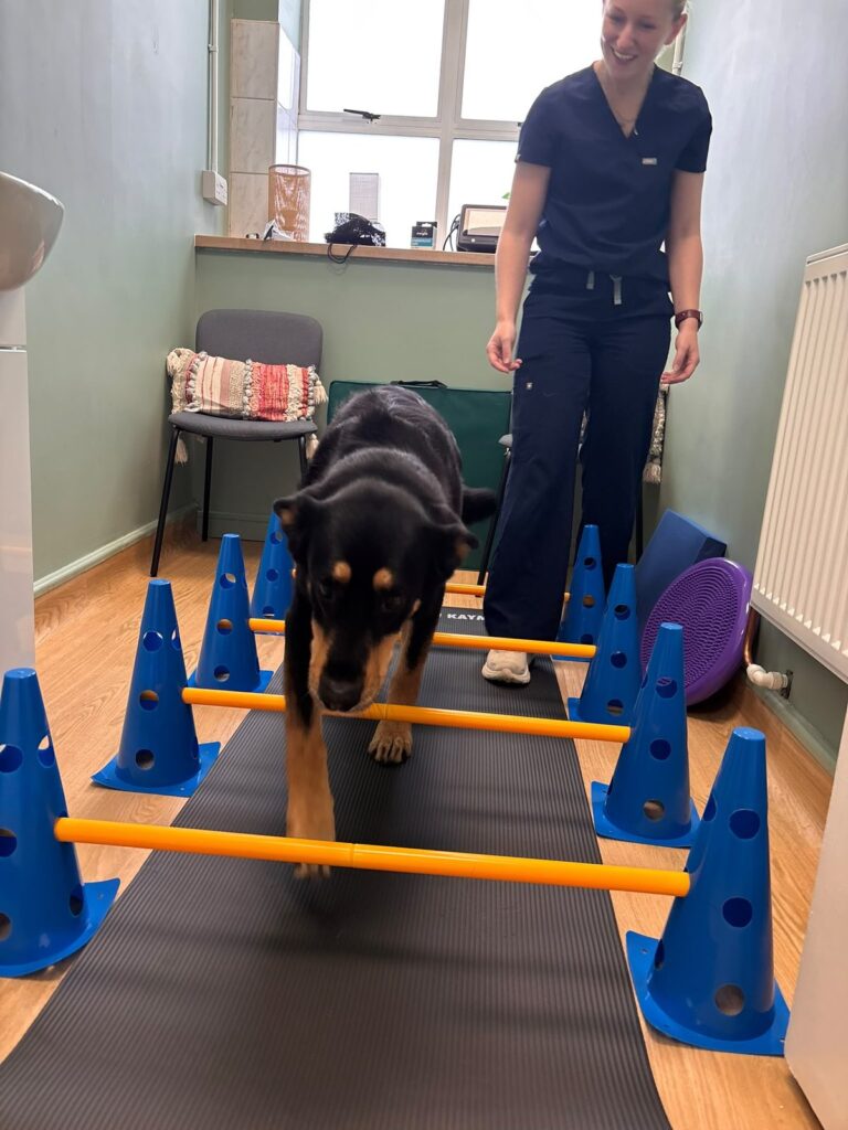 A dog stepping through cavaletti poles during a physiotherapy exercise