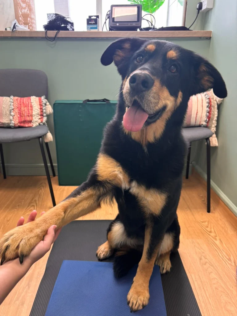 The Meaning of Your Dog’s Movements