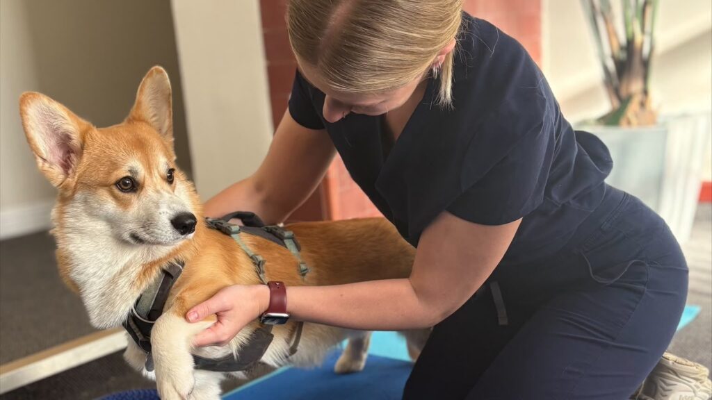 Bethany supporting a corgi on a balance board during a physiotherapy session